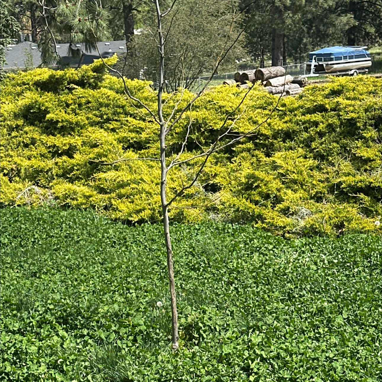 Photo of the plant species Sunburst Honey Locust by @NourishedGuasca named Clooney on Greg, the plant care app