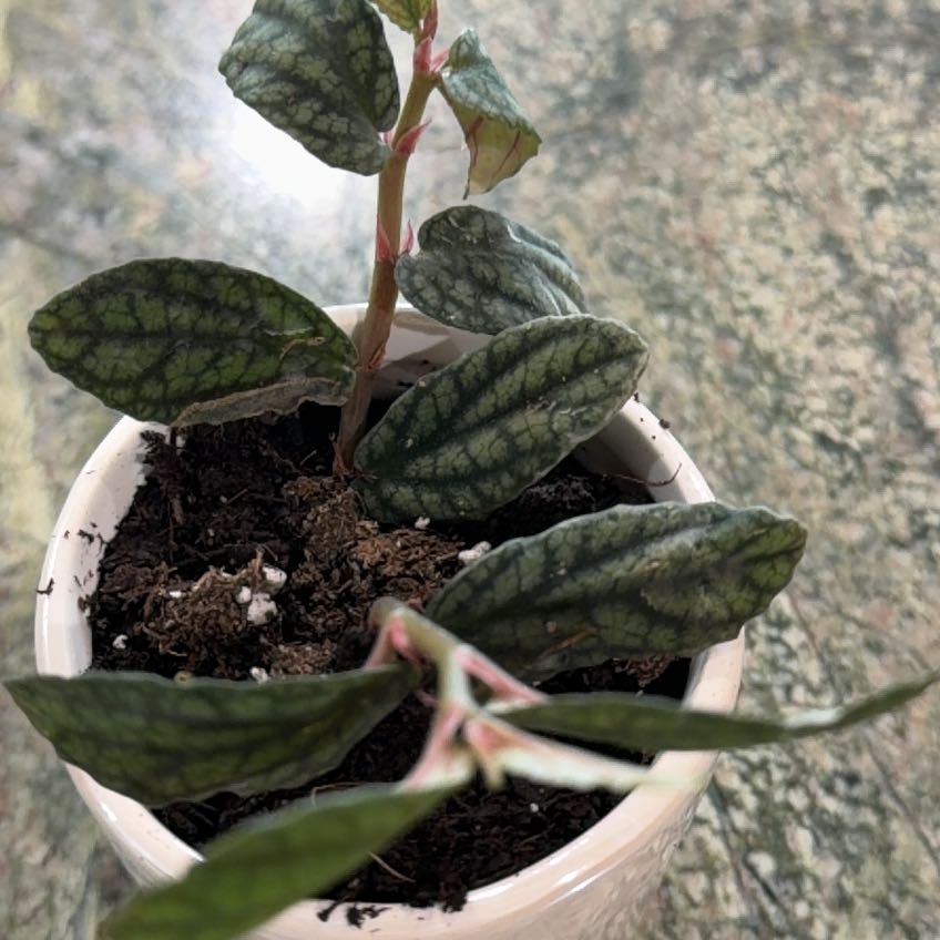 Photo of the plant species Pellonia Pulchra by @mthrplntlover named Sahara on Greg, the plant care app