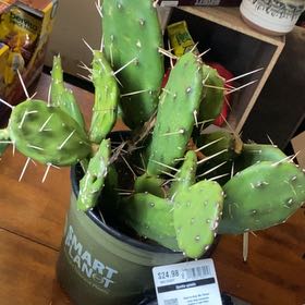Photo of the plant species Quimilo Prickly Pear by @HighDragonjade named Scarlett on Greg, the plant care app