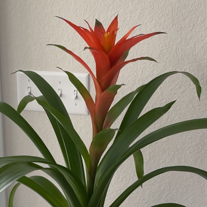 Photo of the plant species Red Bromeliad by @FoxyRibbonwood named Lola on Greg, the plant care app
