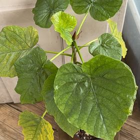 Photo of the plant species Empress Tree by @Suz21 named Wall-E on Greg, the plant care app