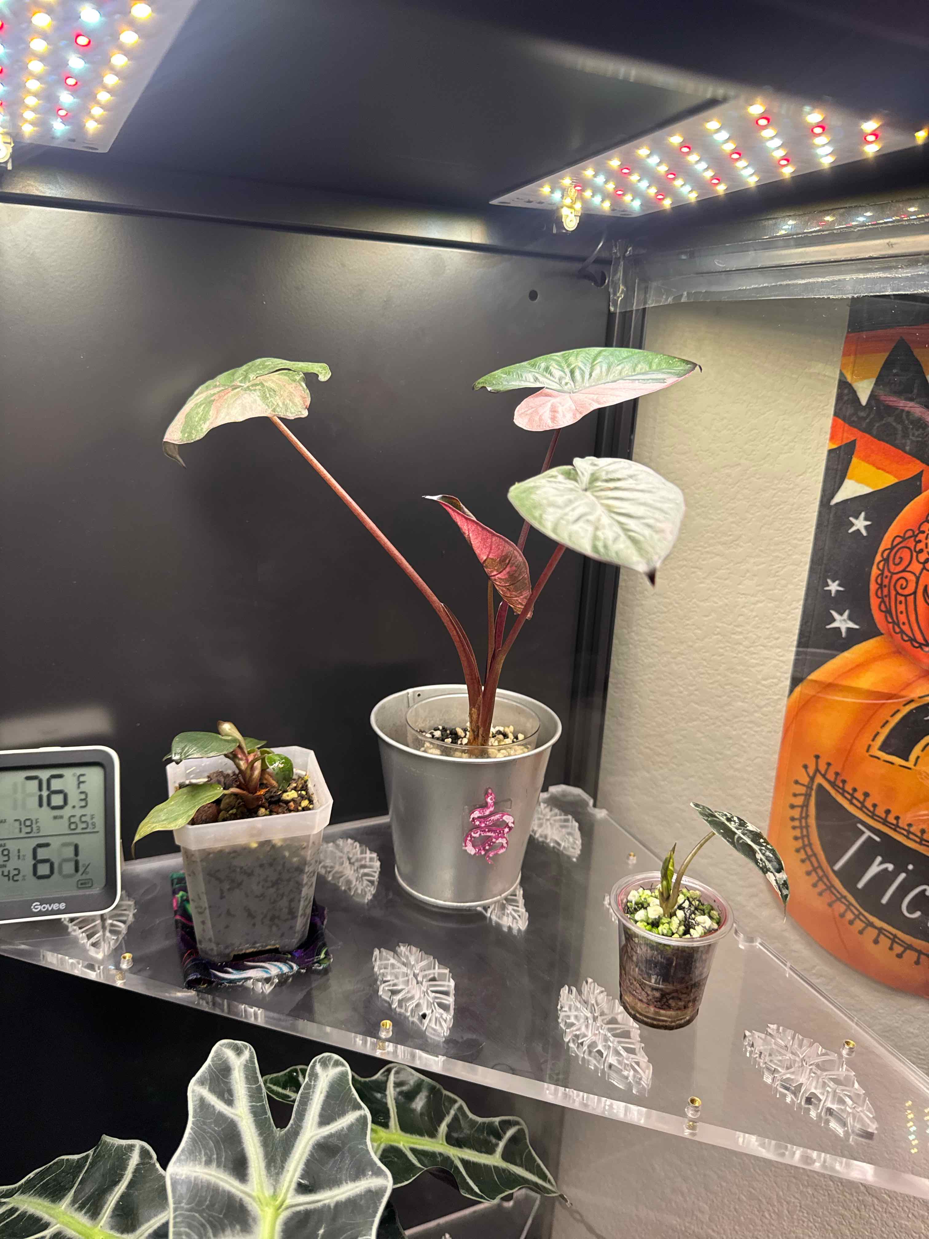 Photo of the plant species Alocasia Pink Serendipity by @Marymoon89 named Beckham on Greg, the plant care app