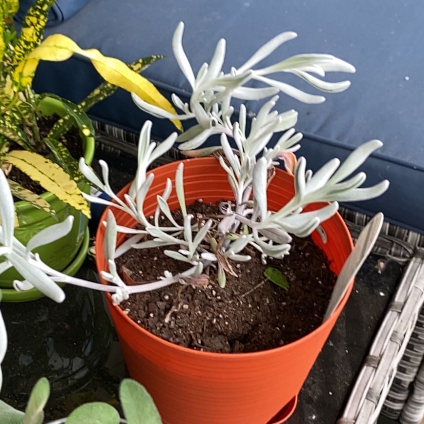 Photo of the plant species Didelta 'FanciFillers Silver Strand' by @WarmDerenmensis named Silver River on Greg, the plant care app