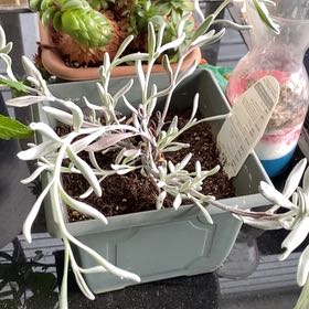 Photo of the plant species Didelta 'FanciFillers Silver Strand' by @WarmDerenmensis named Sherlock on Greg, the plant care app