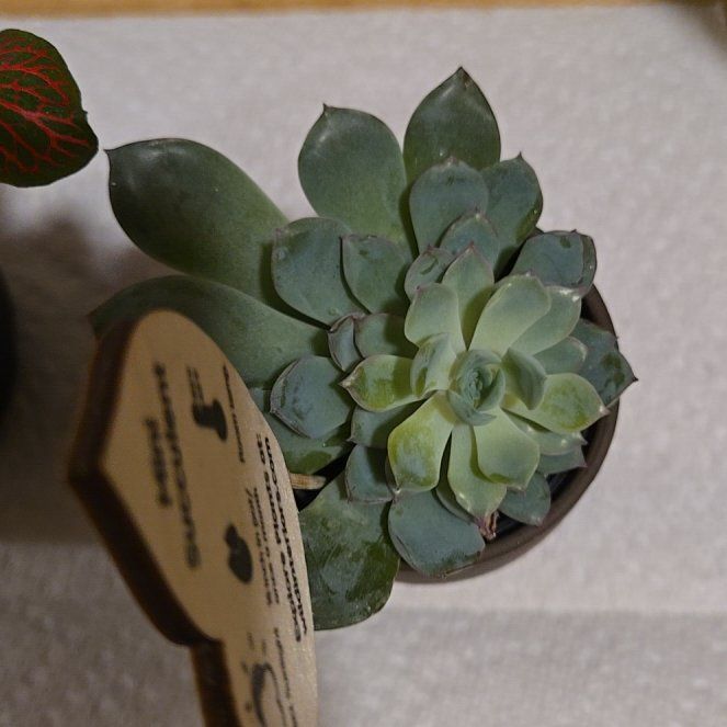 Photo of the plant species Mexican Snowball Echeveria by @CivilGoldenpine named Fernie Mercury on Greg, the plant care app