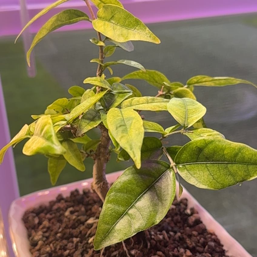 Photo of the plant species Water Jasmine by @MaximalBlinks named WJ on Greg, the plant care app