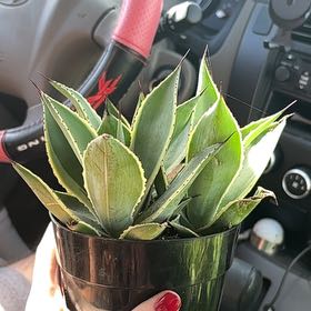 Photo of the plant species Agave celsii 'Multicolor' by @ChosenRhodora named Nemo on Greg, the plant care app