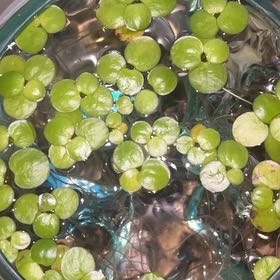 Plant care for Hydrocharis chevalieri on Greg, the plant care app