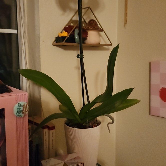 Photo of the plant species Moth Orchid 'Pisco' by @QueenGreggspine named Peter Parker on Greg, the plant care app