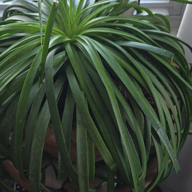 Photo of the plant species Mangave Maverick by @sherylplanter named Surya on Greg, the plant care app