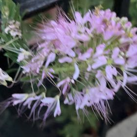 Photo of the plant species Autumn Onion by @MentorStarlotus named Peter Parker on Greg, the plant care app