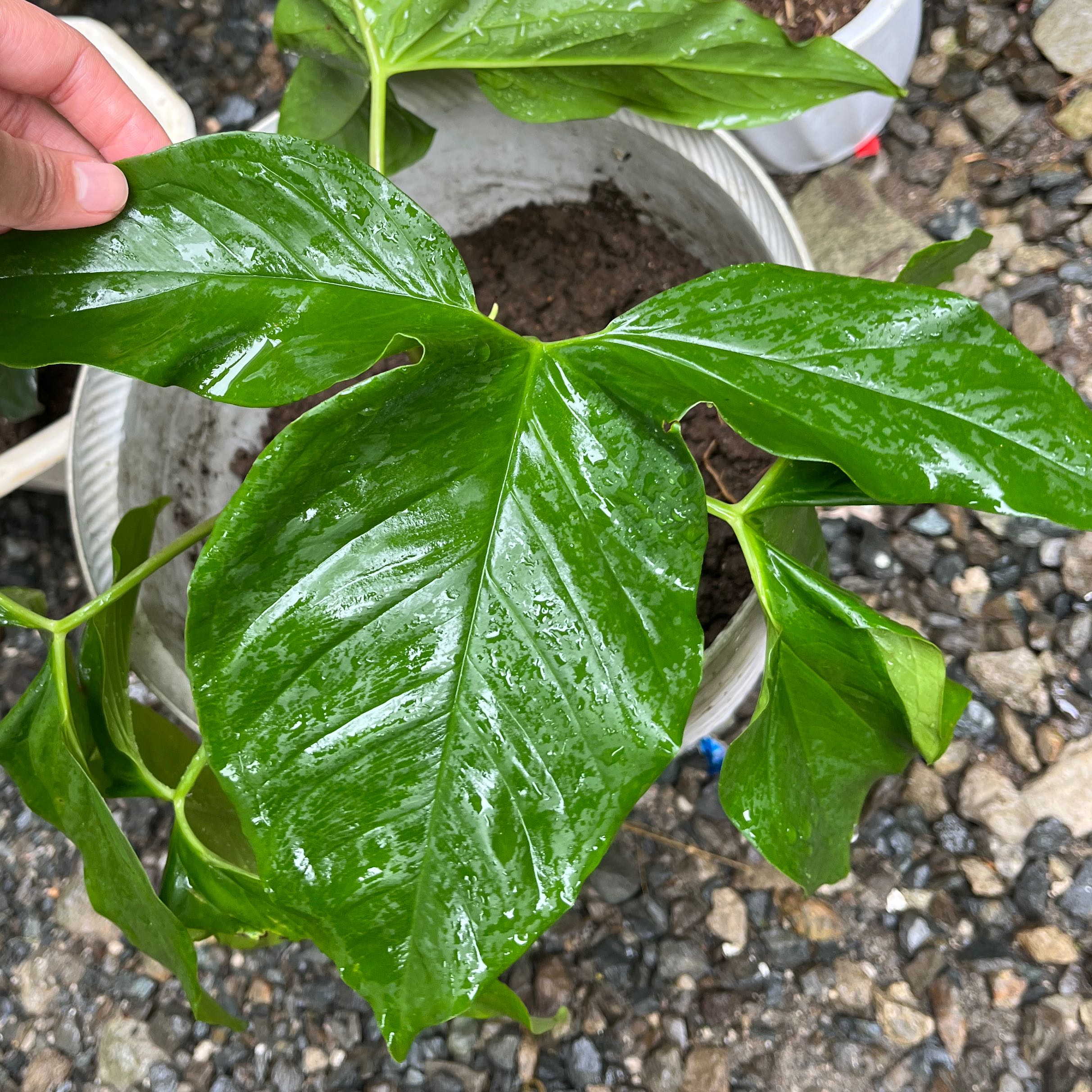 Photo of the plant species Philodendron barrosoanum by @MajorCherimoya named 2 on Greg, the plant care app