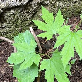Photo of the plant species Ampalaya by @MajorCherimoya named LiloStitch on Greg, the plant care app