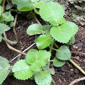 Photo of the plant species Dwarf Oregano by @MajorCherimoya named Oscar on Greg, the plant care app