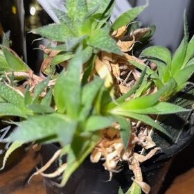 Photo of the plant species Lace Aloe by @Sweetcheeks03 named Rainier on Greg, the plant care app