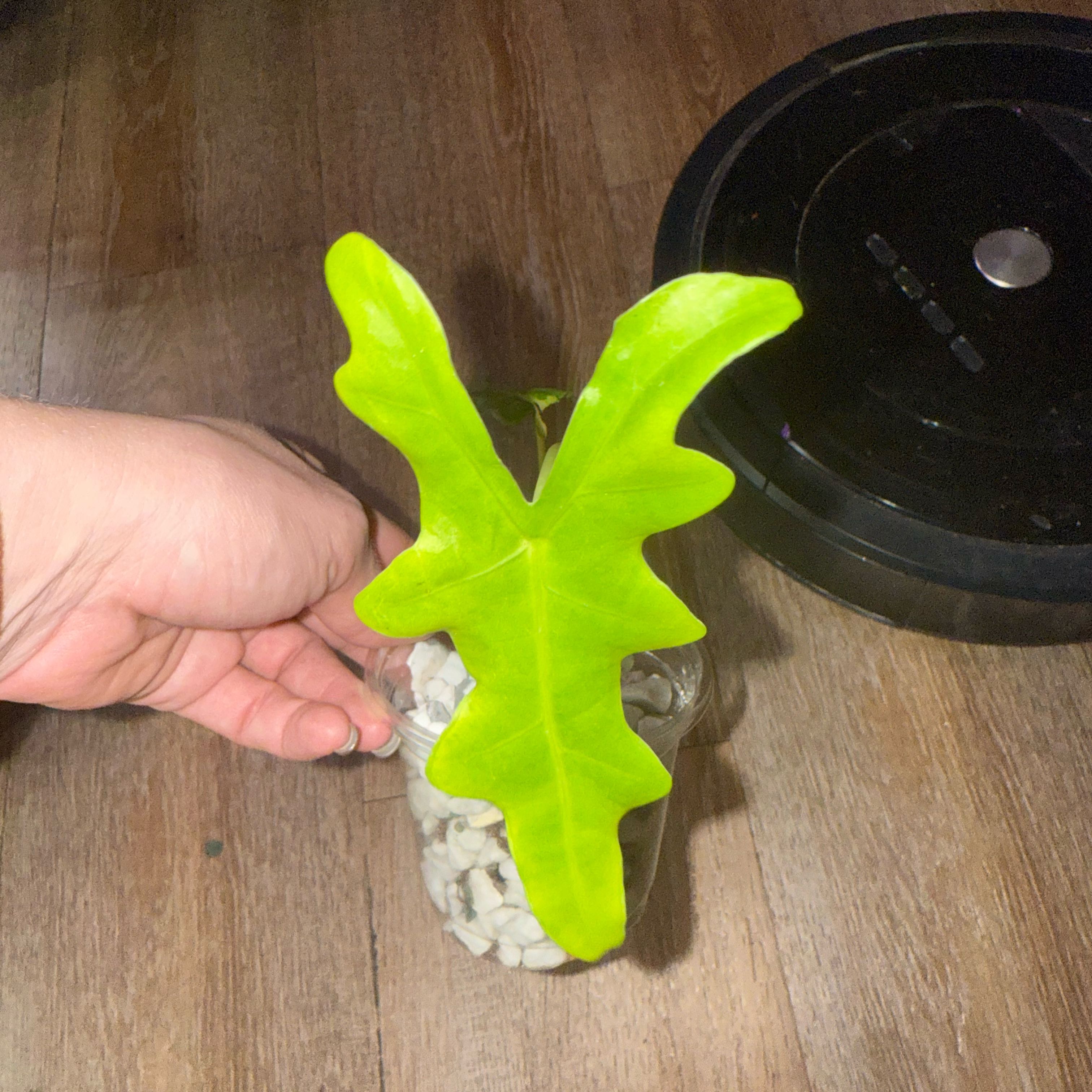 Photo of the plant species Malaysian Monster by @Blellington named Treeyoncé on Greg, the plant care app