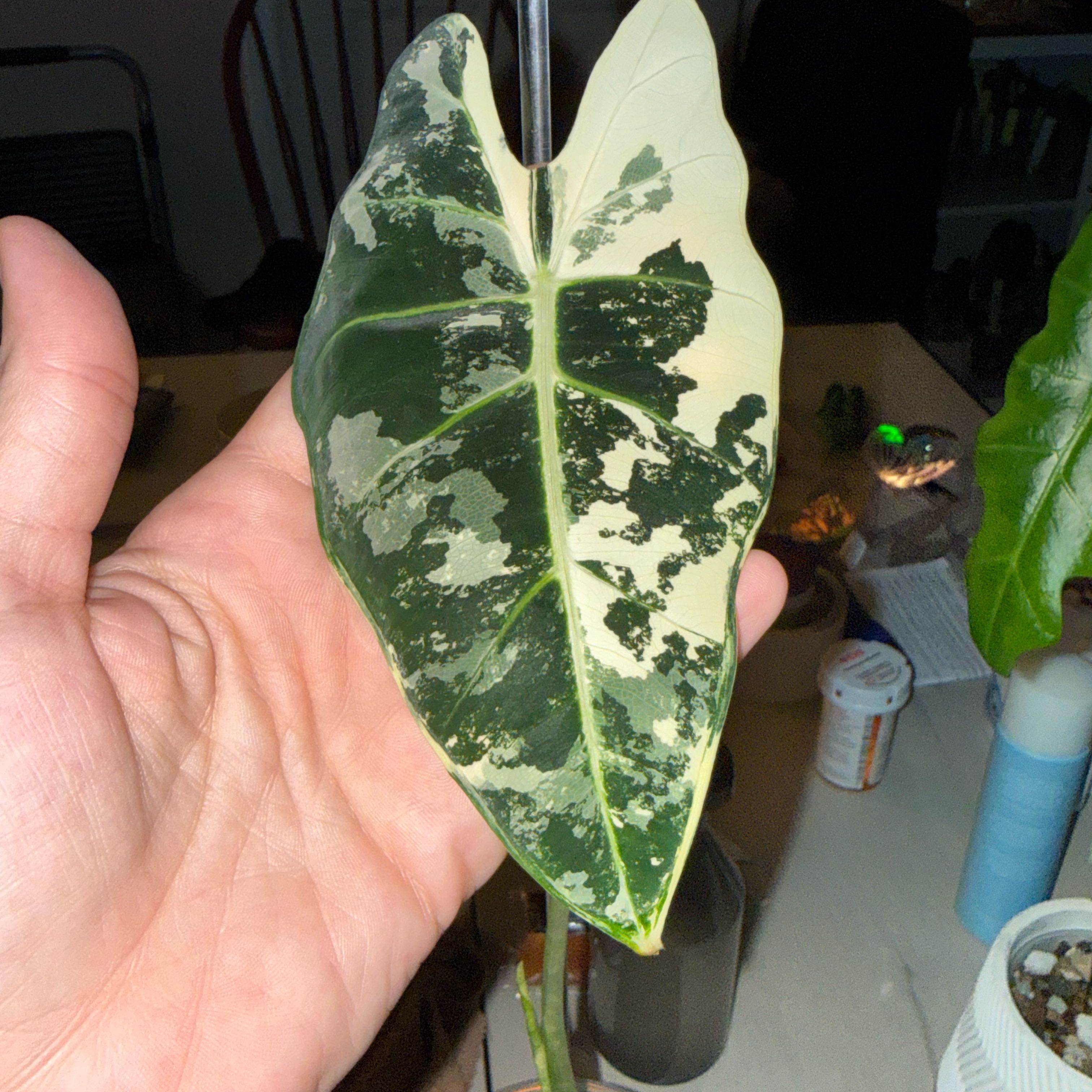 Photo of the plant species Variegated Alocasia frydek by @Blellington named Surya on Greg, the plant care app
