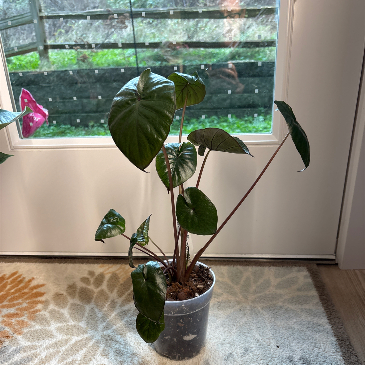 Photo of the plant species Alocasia 'Serendipity' by @UniversalOnion named Bella on Greg, the plant care app