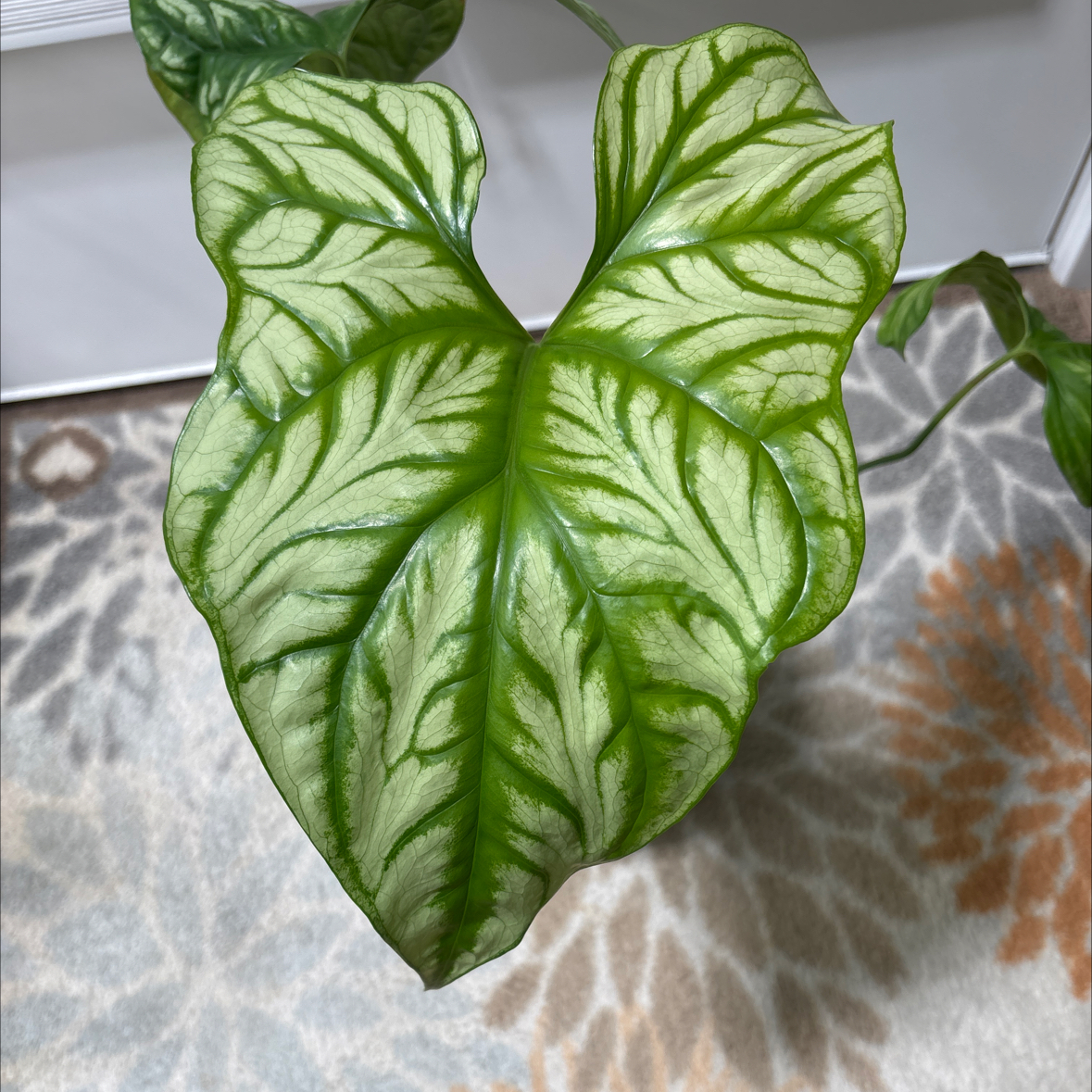 Photo of the plant species Mirabilis by @UniversalOnion named Cercestis Mirabilis on Greg, the plant care app