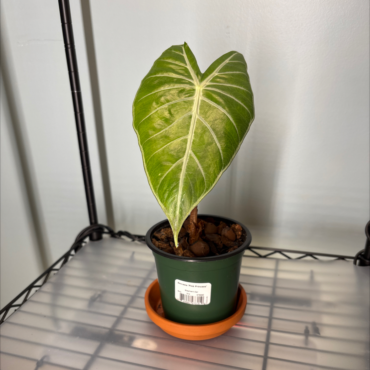 Photo of the plant species Pink Princess Alocasia by @UniversalOnion named Rescue Me 2 on Greg, the plant care app