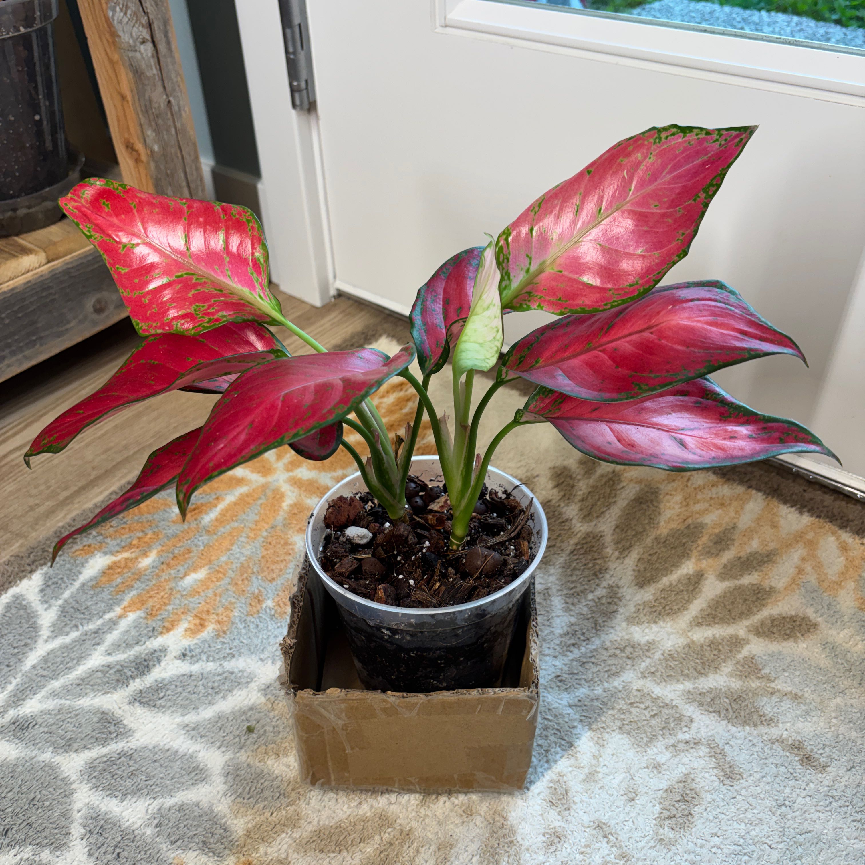 Photo of the plant species 'Lucky Red' by @UniversalOnion named Aglaonema Lucky Red on Greg, the plant care app