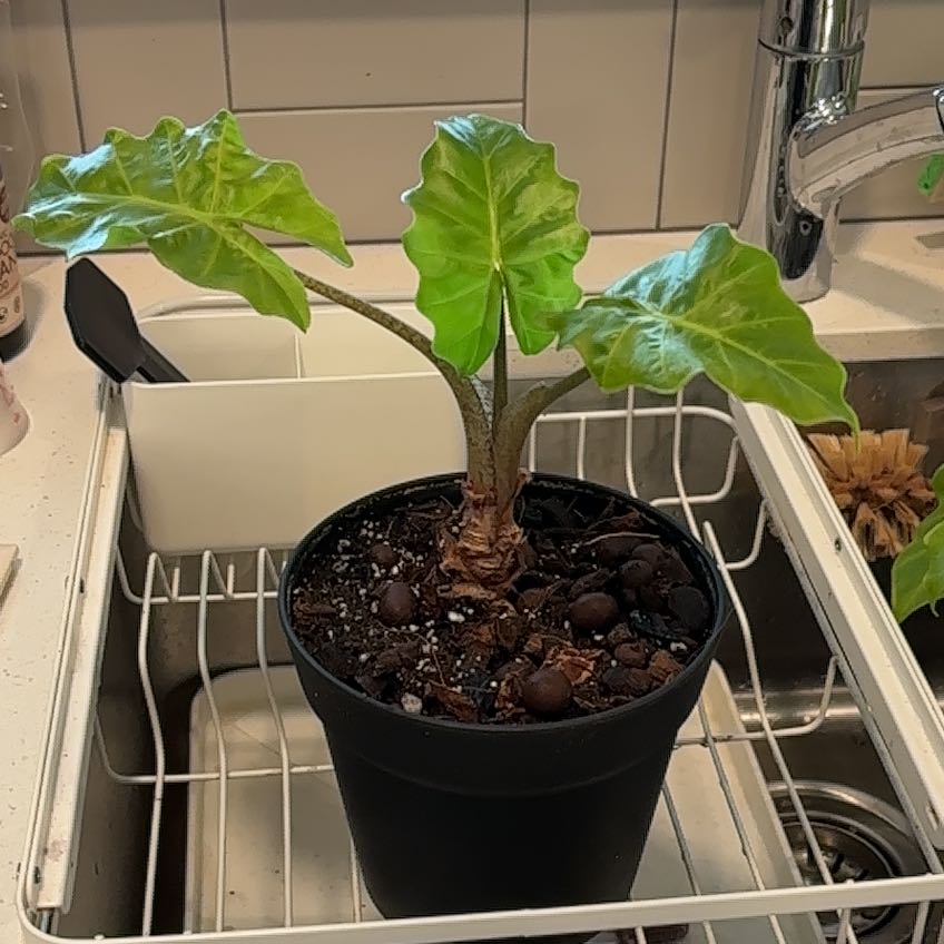 Photo of the plant species Alocasia 'Low Rider' by @UniversalOnion named 6” Repot Black Plastic on Greg, the plant care app