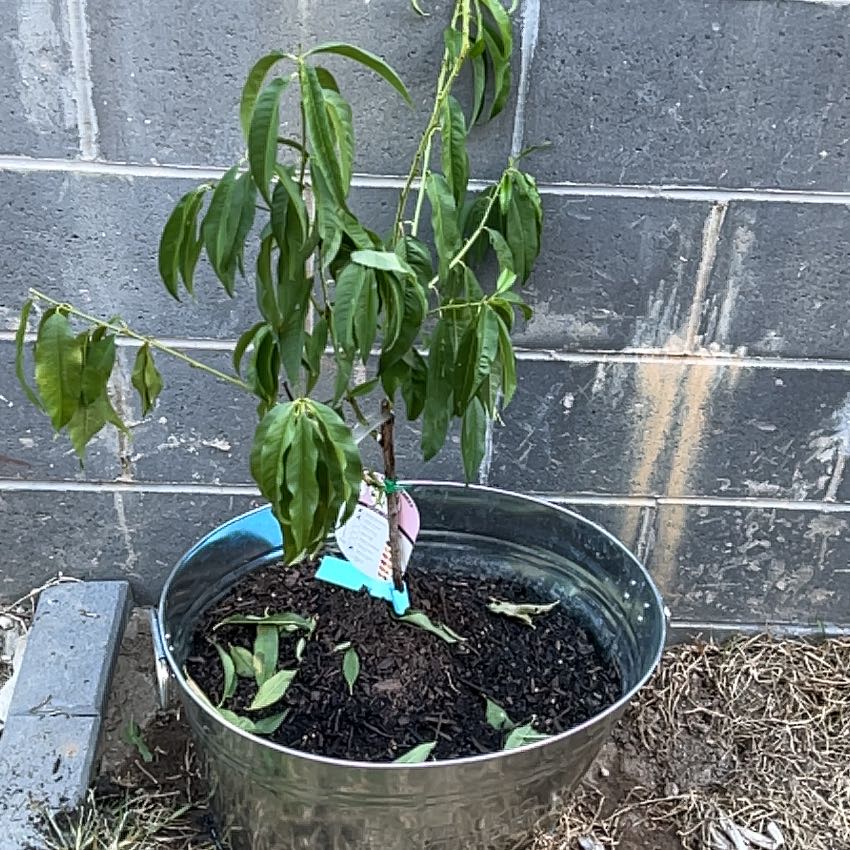 Photo of the plant species Fruitless Peach Tree by @BraveTallsedge named Kendall on Greg, the plant care app