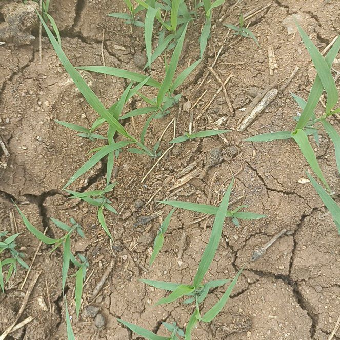 Photo of the plant species Southern Crabgrass by @MoneyedBearcorn named Achilles on Greg, the plant care app