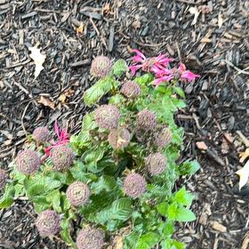 Photo of the plant species Wild Bergamot by @SuperAmurcherry named Aristotle on Greg, the plant care app