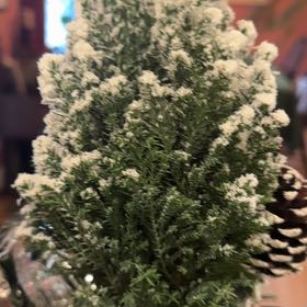 Photo of the plant species False Cypress 'Elwoodii' by @BigSpearmint92 named Rihanna on Greg, the plant care app