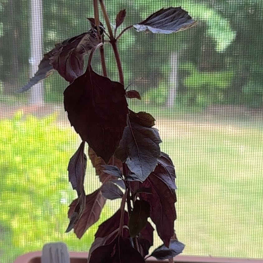 Photo of the plant species Red Ruby Basil by @BigSpearmint92 named Achilles on Greg, the plant care app