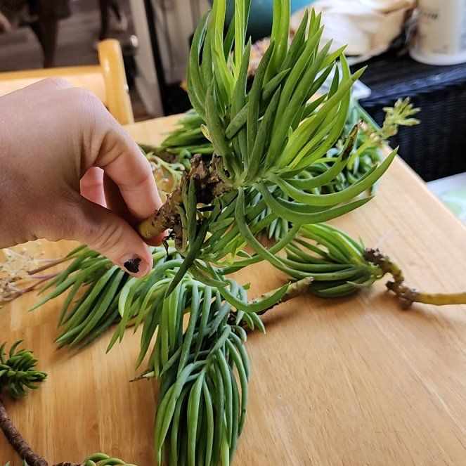 Photo of the plant species Turquoise Tentacles Curio by @LuckyCrowpoison named Zeus on Greg, the plant care app