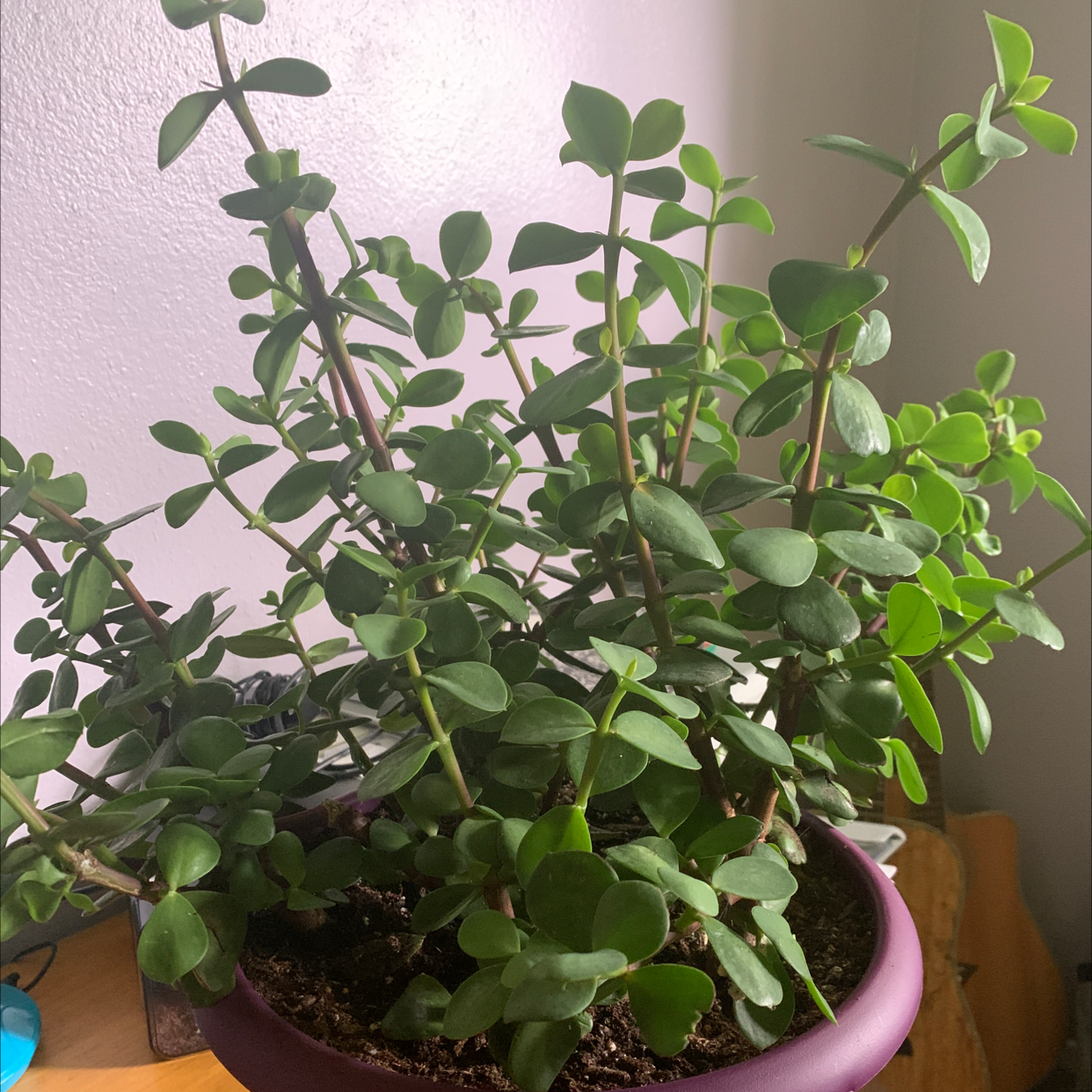 Plant care for Alfonso's Billbergia on Greg, the plant care app