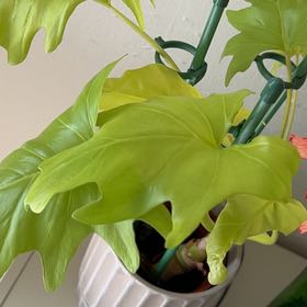 Photo of the plant species Philodendron 'Aurea Flavum' by @ComicTupeia84 named Figyonce on Greg, the plant care app