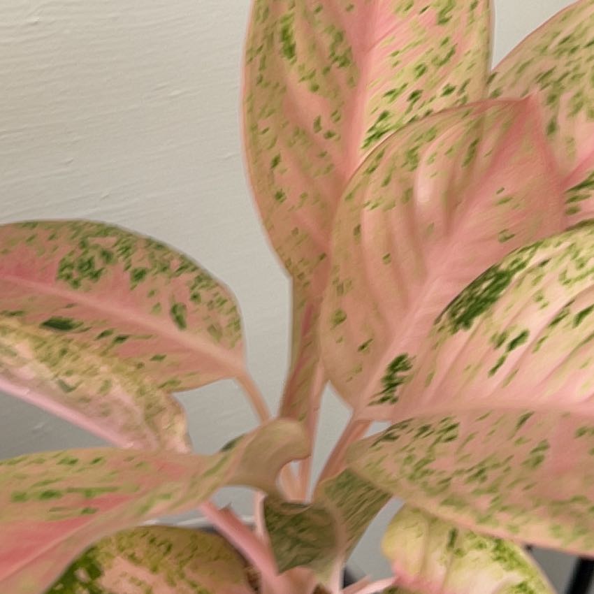 Photo of the plant species Big Roy by @ComicTupeia84 named Xena on Greg, the plant care app