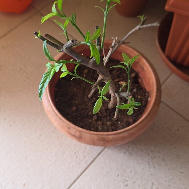 Photo of the plant species Clerodendrum by @HeirCurleddock named Dolores on Greg, the plant care app