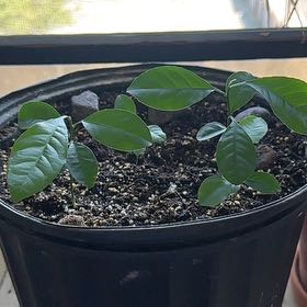 Photo of the plant species Sour Orange by @seth7123 named Morgan Treeman on Greg, the plant care app