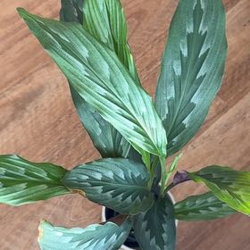 Photo of the plant species Kaempferia 'Shooting Star' by @SurpriseBetel27 named Zeus on Greg, the plant care app