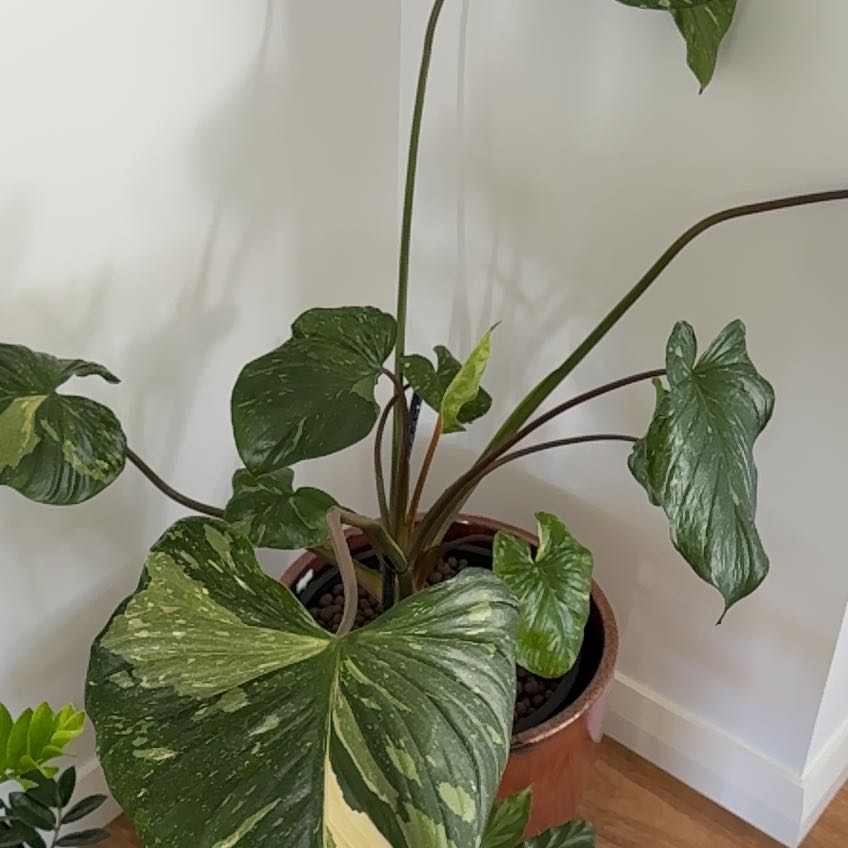 Photo of the plant species Variegated Homalomena by @SurpriseBetel27 named Kylie on Greg, the plant care app