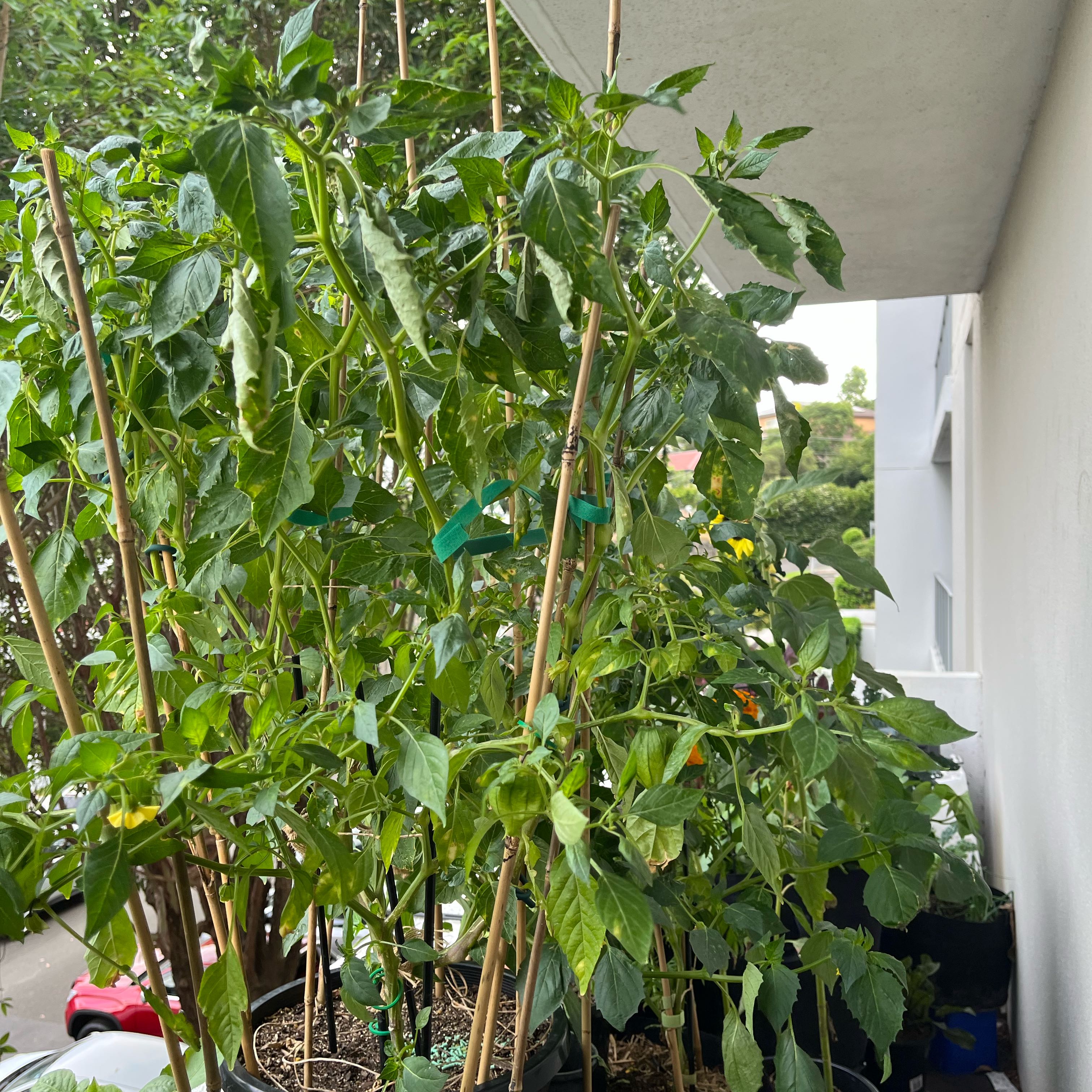 Photo of the plant species Purple Tomatillo by @DeanYellowiris named Marley on Greg, the plant care app