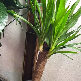 Photo of the plant species Corn Plant by @PristineRedlog named Demi on Greg, the plant care app