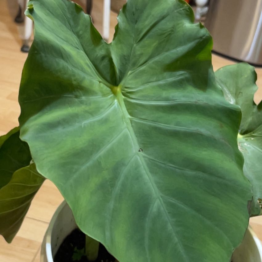 Photo of the plant species Acacia by @PristineRedlog named Bella on Greg, the plant care app