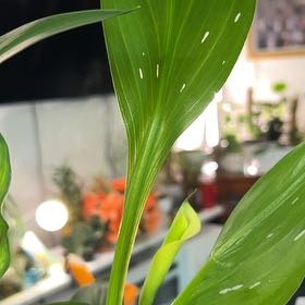 Photo of the plant species Zantedeschia rehmannii by @PristineRedlog named Elina on Greg, the plant care app
