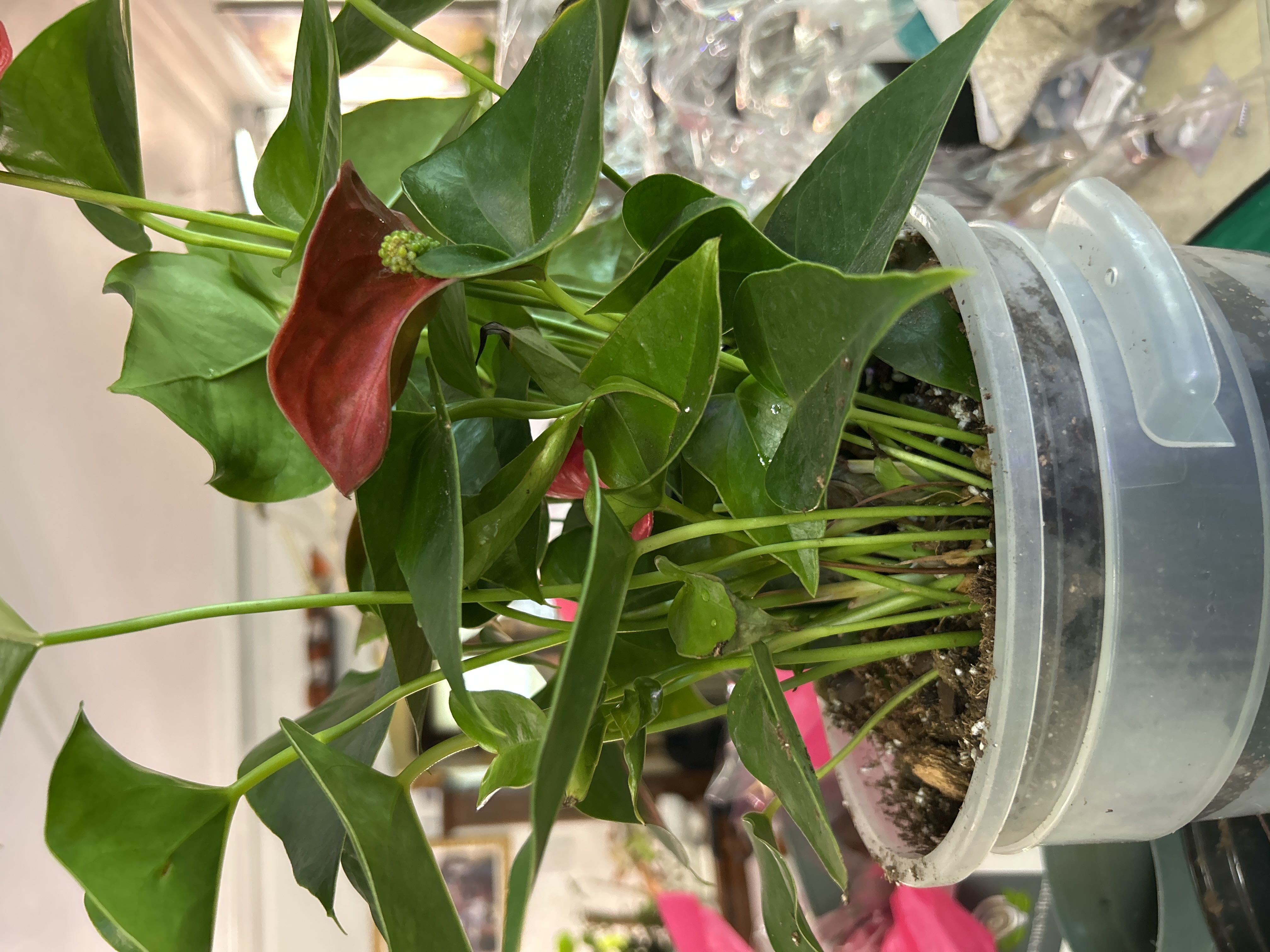Photo from the post