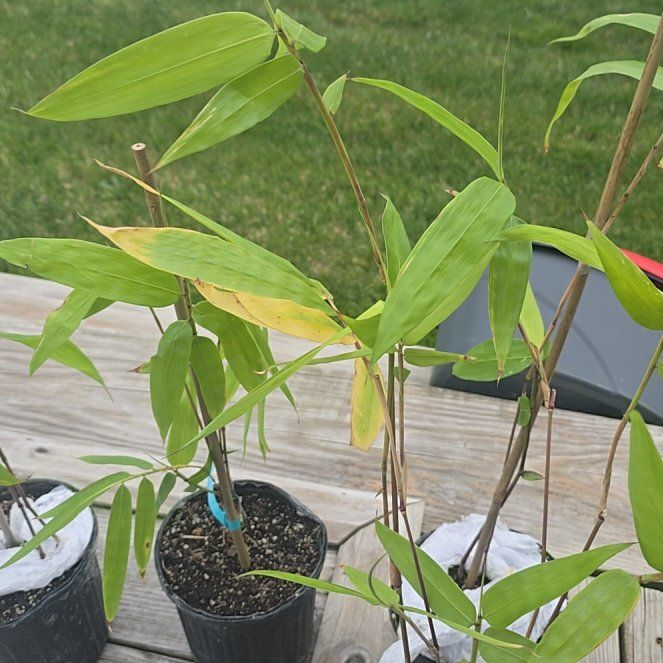 Photo of the plant species Blue Bamboo by @MerryBlusher named Bodhi on Greg, the plant care app