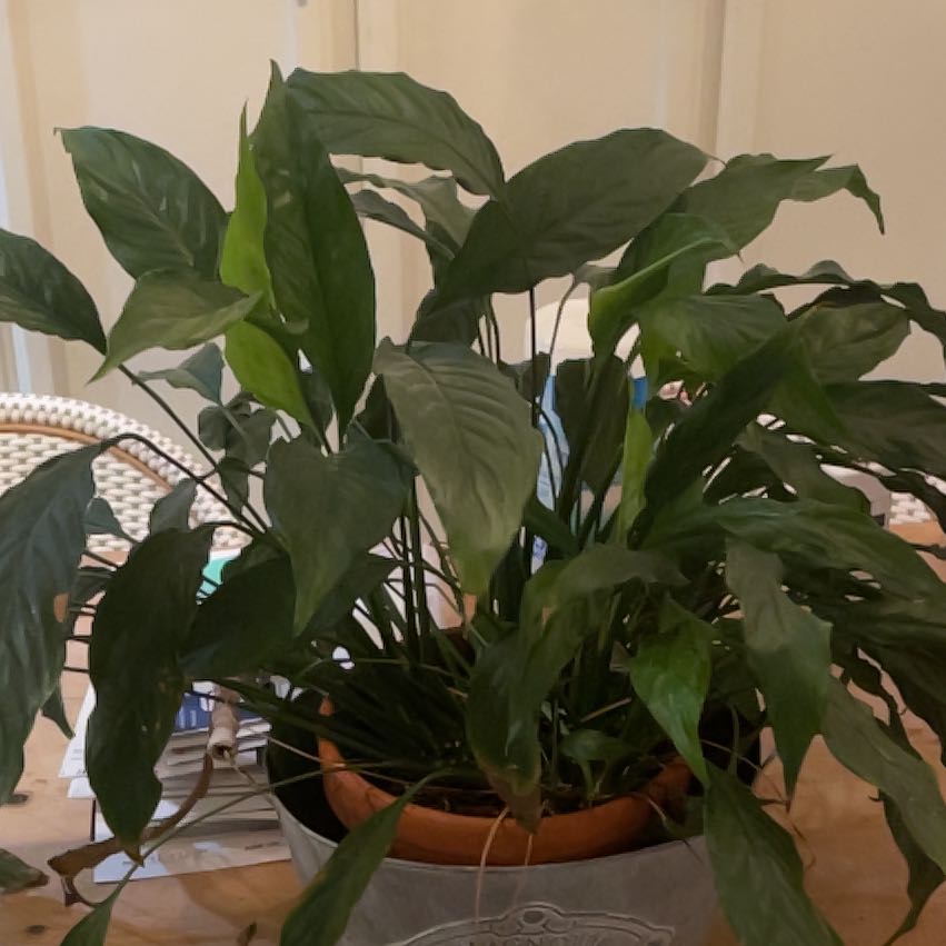 Photo of the plant species Spathiphyllum 'Jessica' by @GoldMum named Harper on Greg, the plant care app