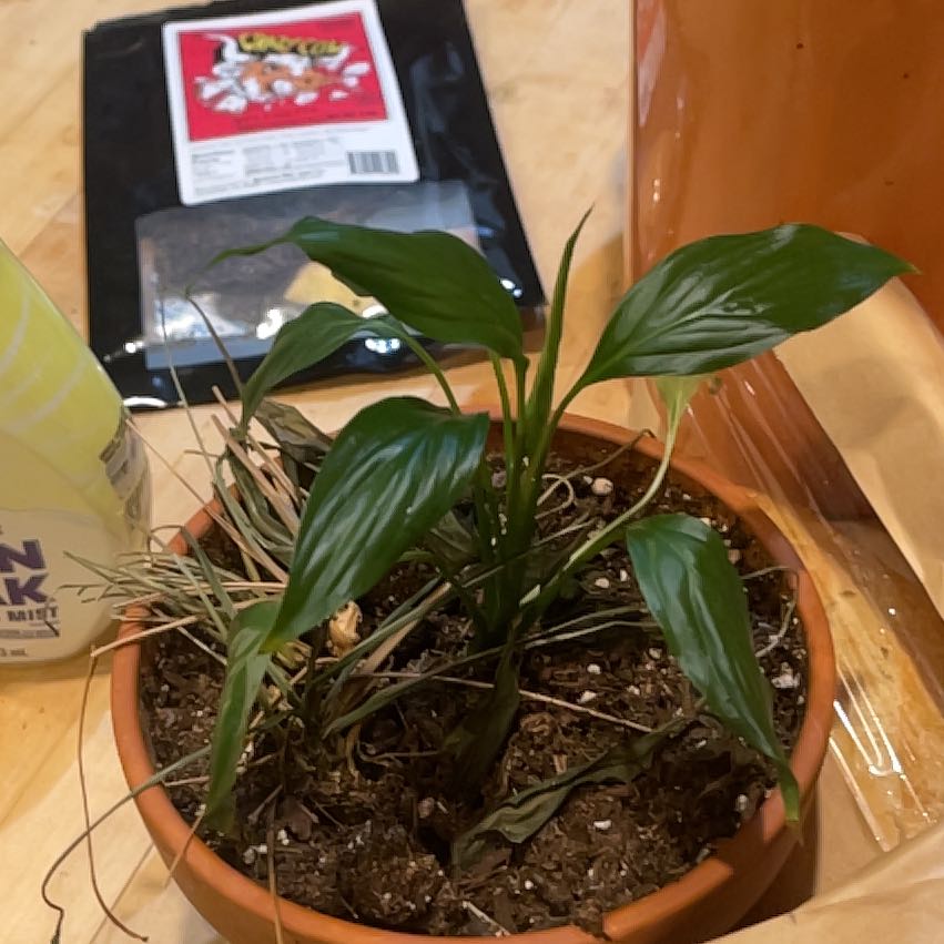 Photo of the plant species Spathiphyllum 'Jessica' by @GoldMum named Rihanna on Greg, the plant care app