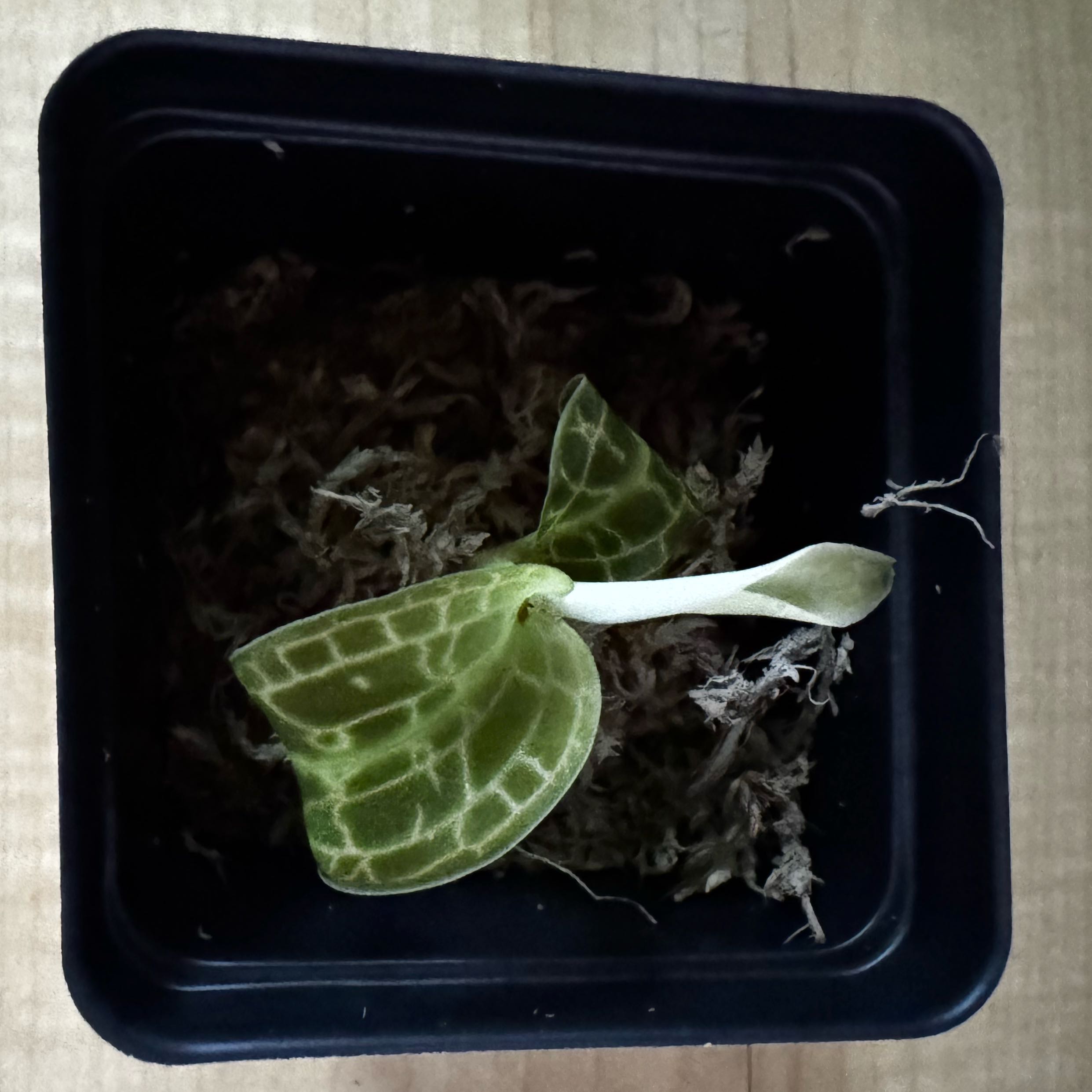 Photo of the plant species Jewel Orchid by @AdmirablePhalsa named Jewels on Greg, the plant care app