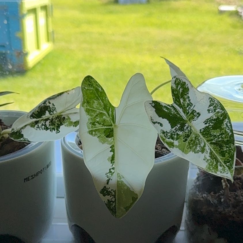 Photo of the plant species Frydek by @AdmirablePhalsa named Dolores on Greg, the plant care app