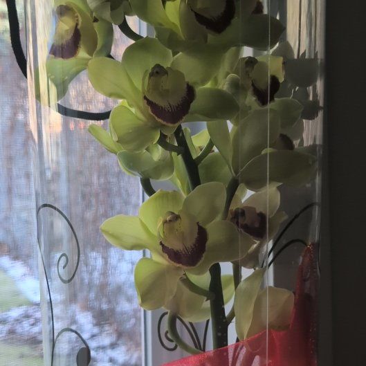 Photo of the plant species Yellow-Flowered Cymbidium by @IconThumbcactus named Aristotle on Greg, the plant care app